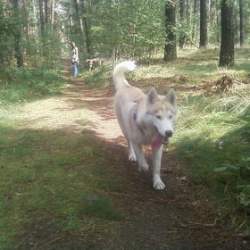 Noa in het bos