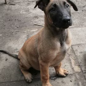 beschikbare pup