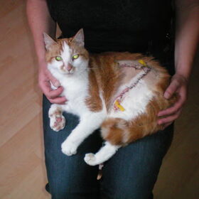 Mijn arme kleine Doppie