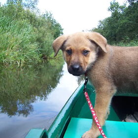 een boot tochtje maken in De Weerribben