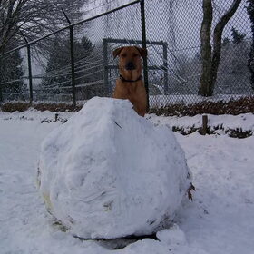 Blitz met een grote sneeuwbal