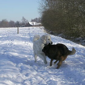 Spelen met Aiko!!