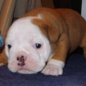 Brutus 31 dagen oud