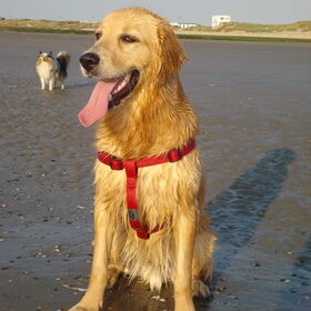 Diesel op strand juli 2010
