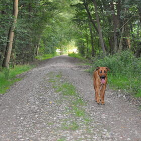 Dat was weer een leuke wandeling...