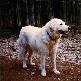 Chiran , onze eerst kuvasz teef!