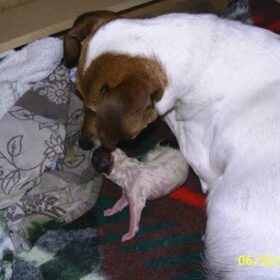 De eerste pup