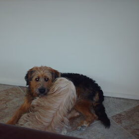 Hondenfoto van liesbeth,Turbo,Luna, Levi en Faith