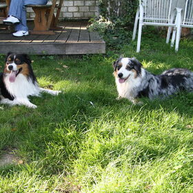 Hondenfoto van Waka, Robi, Joy, Abby en het vrouwtje