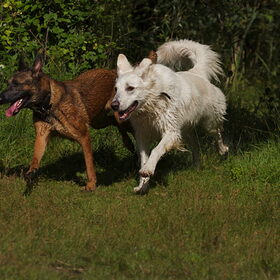 Hondenfoto van Hetty & Skipper