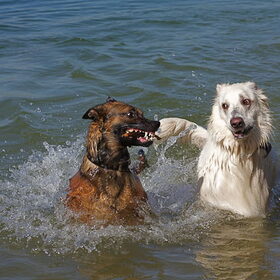 Hondenfoto van Hetty & Skipper