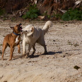Hondenfoto van Hetty & Skipper