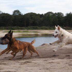 Hondenfoto van Hetty & Skipper