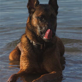 Hondenfoto van Hetty & Skipper