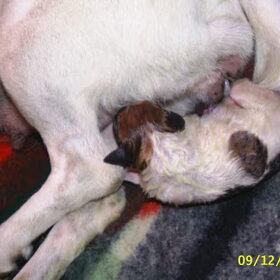 puppy nr. 7 alweer!!