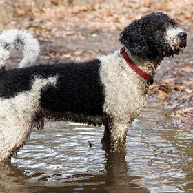 Kiko is een Spaanse waterhond maar houd ook erg van een lekker…