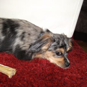 Vlak na de puppycursus even een tukkie doen