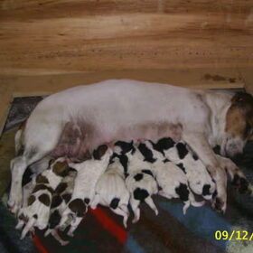 Dit zijn de 7 puppy's van daisy.