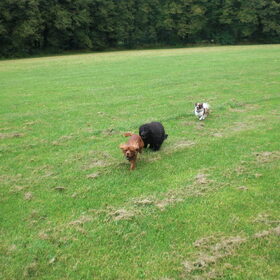 Hondenfoto van bets-bean&raider