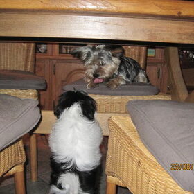 Boyke wil spelen met Benji
