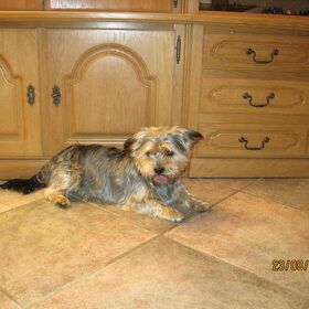Onze lieve schat Benji