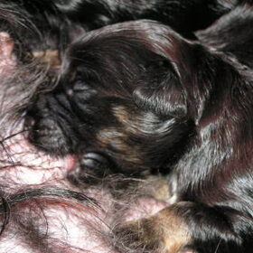 Tibetaanse Terrier pupje Black and Tan pupje van yerpa der 2…