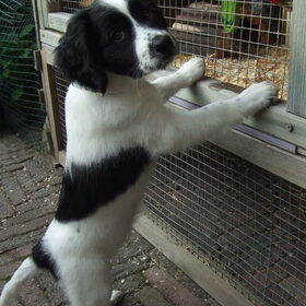 wat is dit dan, dit ken ik nog niet. Kennismaken met cavia Spot.