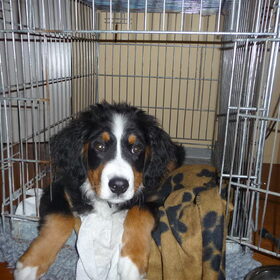 Bentley ,grote schurk