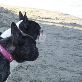 Dit zijn Roxy en Diesel mijn 2 franse buldogjes