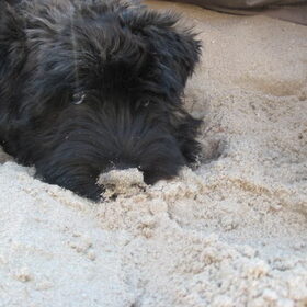 shadow toen ze nog 9 weken was.. zo lief!