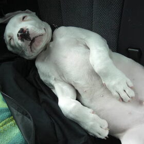 Onderweg naar de dierentuin...