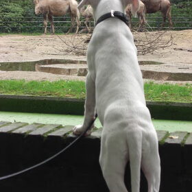 De kamelen waren het allermooiste... @ ouwehands dierenpark