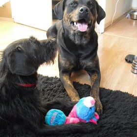 Hondenfoto van Rhianne + Falkor & Joy