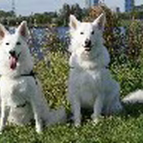 Links Chara rechts Camacho