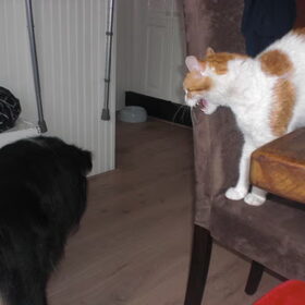 De onderlinge relatie...