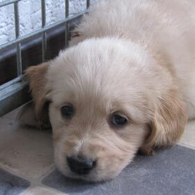 Jazzy ? 5.5 week oud