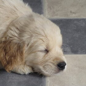 Jazzy ? 5.5 week oud