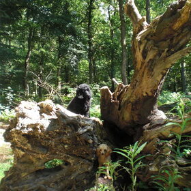 Hondenfoto van bets-bean&raider