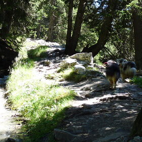 Die afgrond in Switzerland is soms best eng. Dus honden goed in…