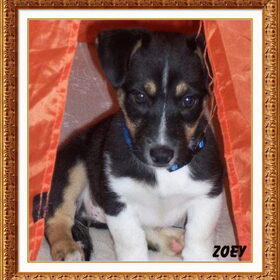 Hondenfoto van Zoey,Wendy,Desteney en Khadija