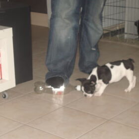 acha spelen met een fles