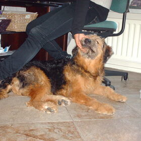 Hondenfoto van liesbeth,Turbo,Luna, Levi en Faith