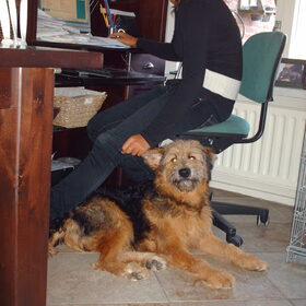 Hondenfoto van liesbeth,Turbo,Luna, Levi en Faith