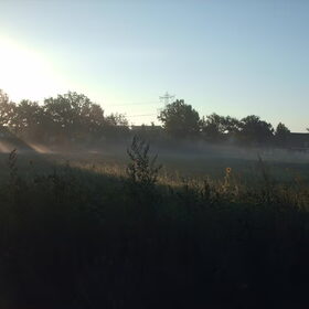Hondenfoto van liesbeth,Turbo,Luna, Levi en Faith