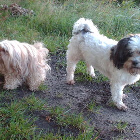 Hondenfoto van liesbeth,Turbo,Luna, Levi en Faith