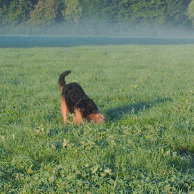 Hondenfoto van liesbeth,Turbo,Luna, Levi en Faith