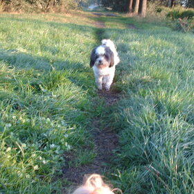 Hondenfoto van liesbeth,Turbo,Luna, Levi en Faith