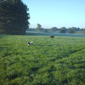 Hondenfoto van liesbeth,Turbo,Luna, Levi en Faith