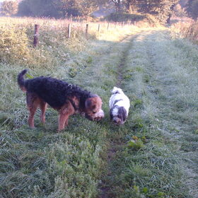 Hondenfoto van liesbeth,Turbo,Luna, Levi en Faith