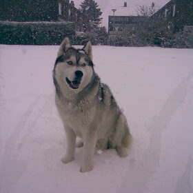 Ty in de sneeuw